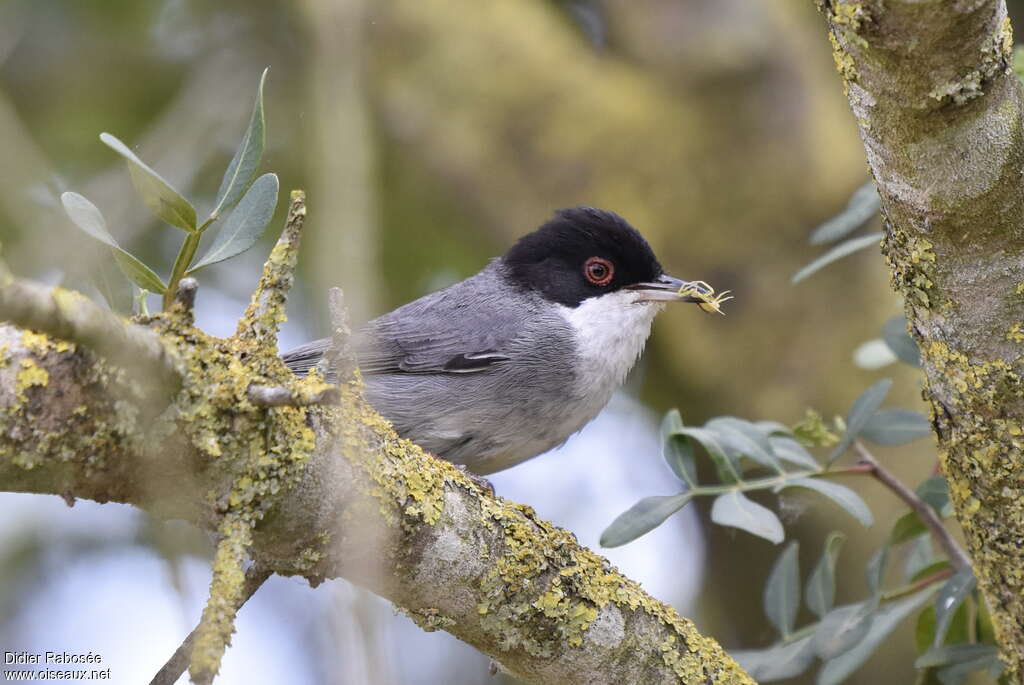 Sardinian Warbler male adult, feeding habits