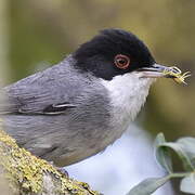 Sardinian Warbler