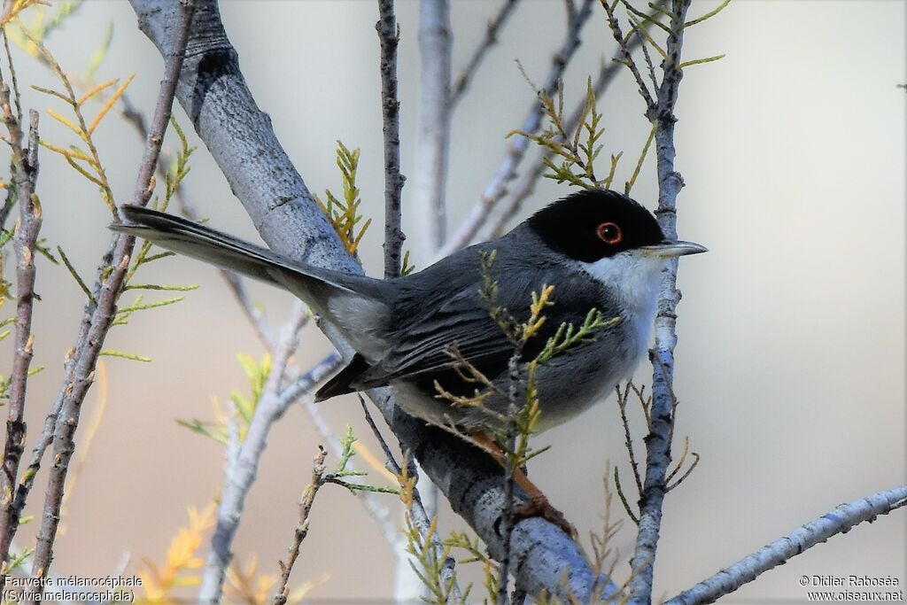 Sardinian Warbler male adult