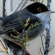 Sardinian Warbler