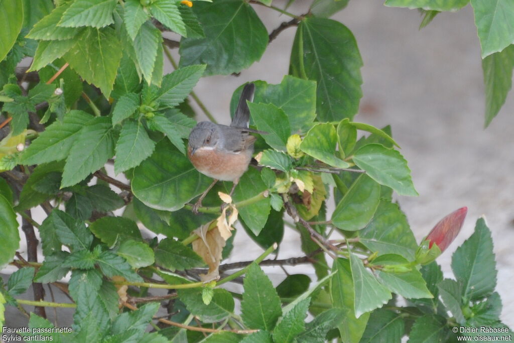 Western Subalpine Warbler