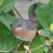 Fauvette passerinette