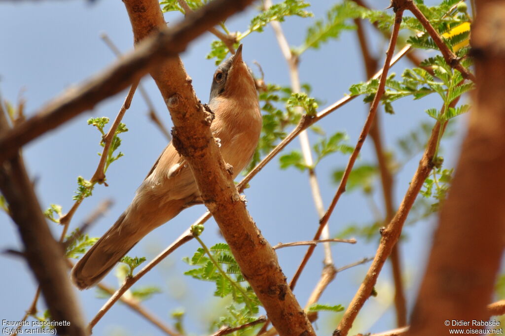 Western Subalpine Warbler