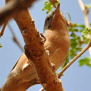 Subalpine Warbler