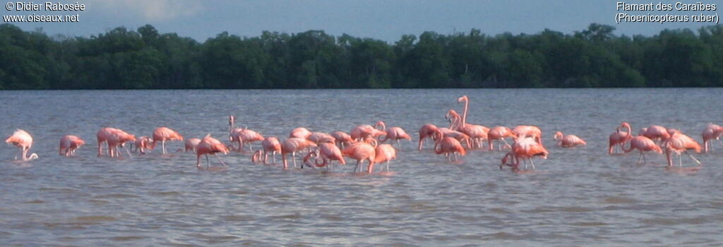 Flamant des Caraïbes