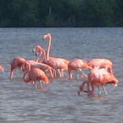 Flamant des Caraïbes