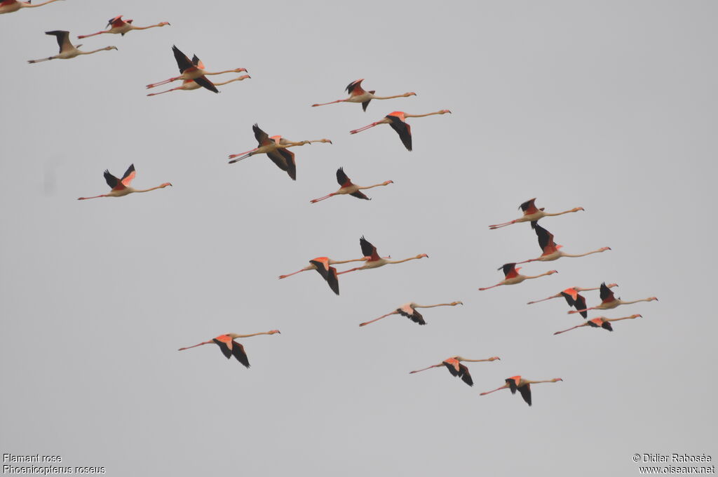 Flamant rose