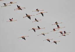 Greater Flamingo