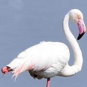 Flamant rose