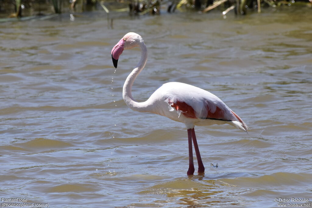 Flamant roseadulte