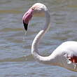 Flamant rose