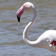 Greater Flamingo