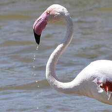 Flamant rose