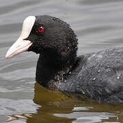 Eurasian Coot