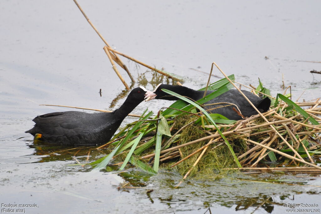 Eurasian Coot , Reproduction-nesting, Behaviour