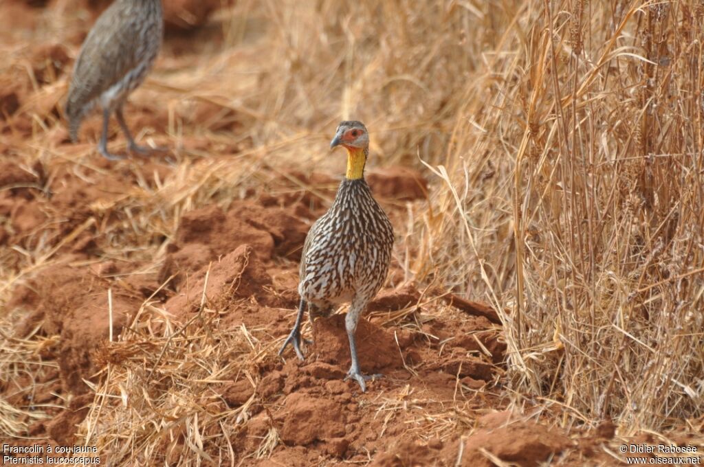 Yellow-necked Spurfowl