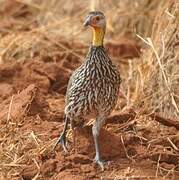 Francolin à cou jaune