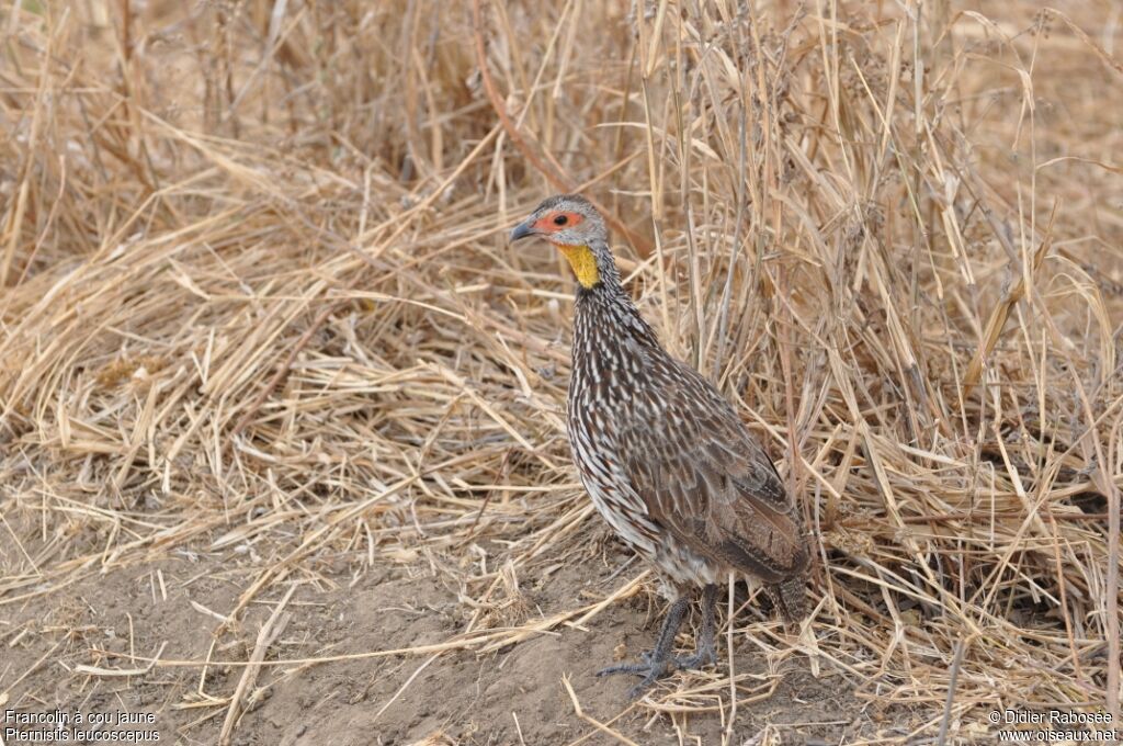 Francolin à cou jaune