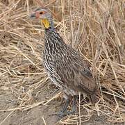 Yellow-necked Spurfowl