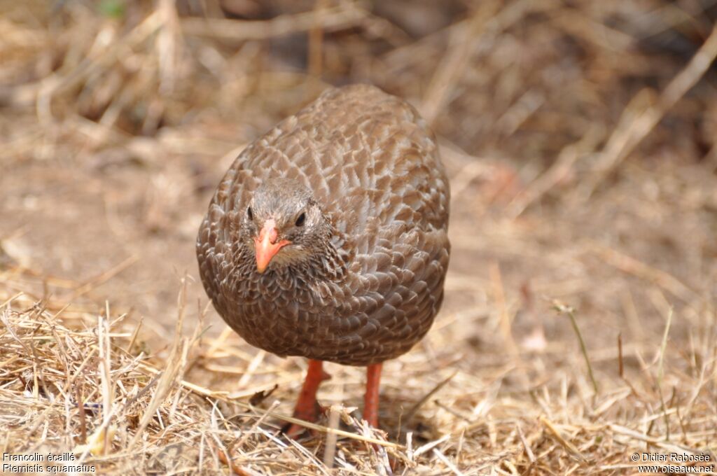 Francolin écaillé