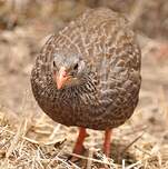 Francolin écaillé