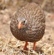 Scaly Spurfowl