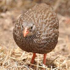 Francolin écaillé