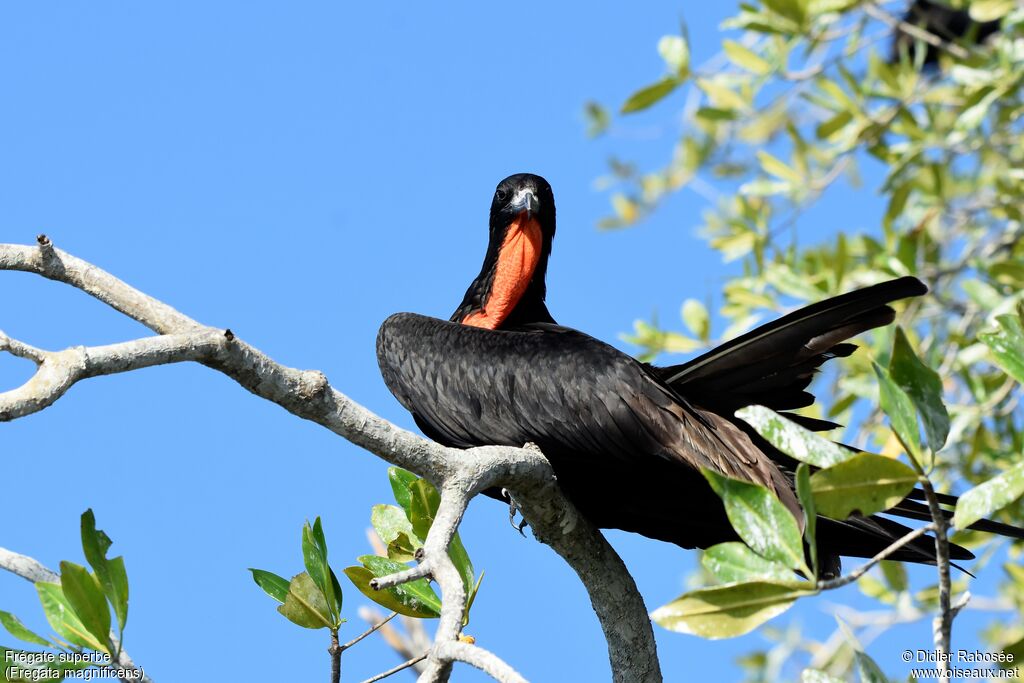 Magnificent Frigatebird male