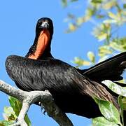 Magnificent Frigatebird