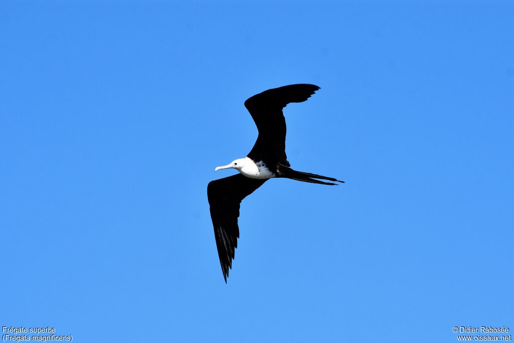 Magnificent Frigatebirdjuvenile