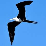 Magnificent Frigatebird