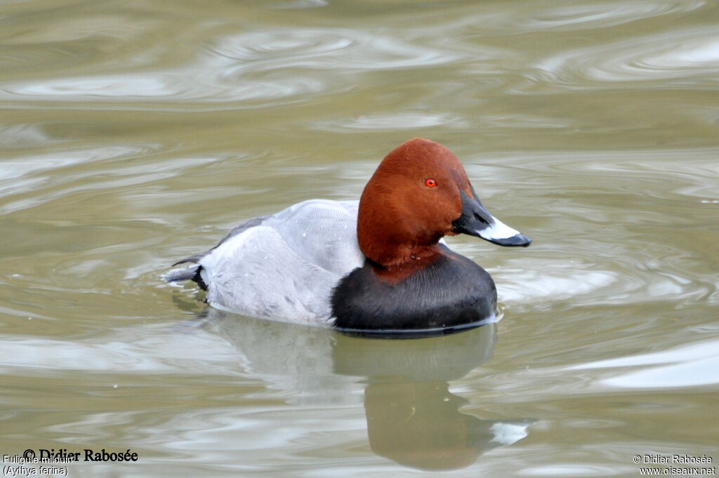 Common Pochard male