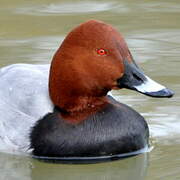 Common Pochard