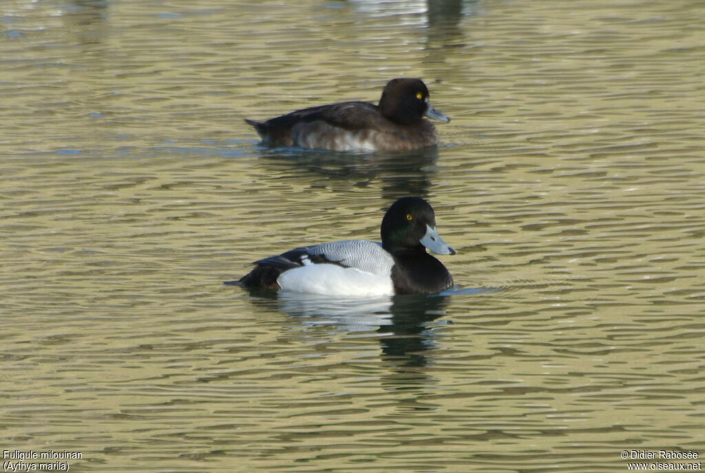 Greater Scaup male