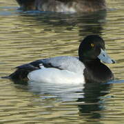 Greater Scaup