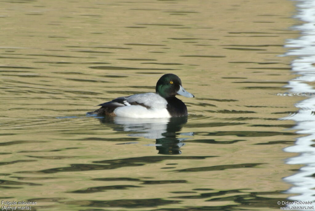 Greater Scaup male