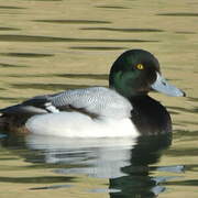 Greater Scaup