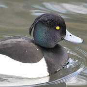 Tufted Duck