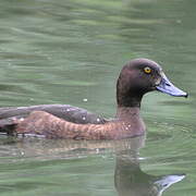 Tufted Duck