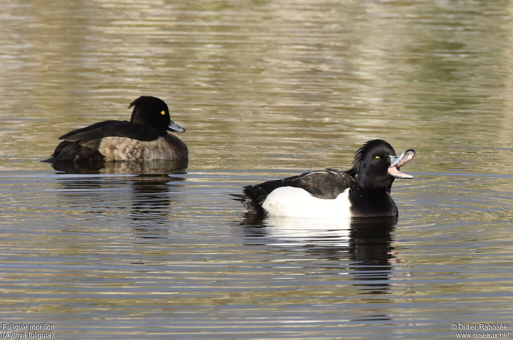 Tufted Duckadult, swimming