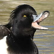 Tufted Duck