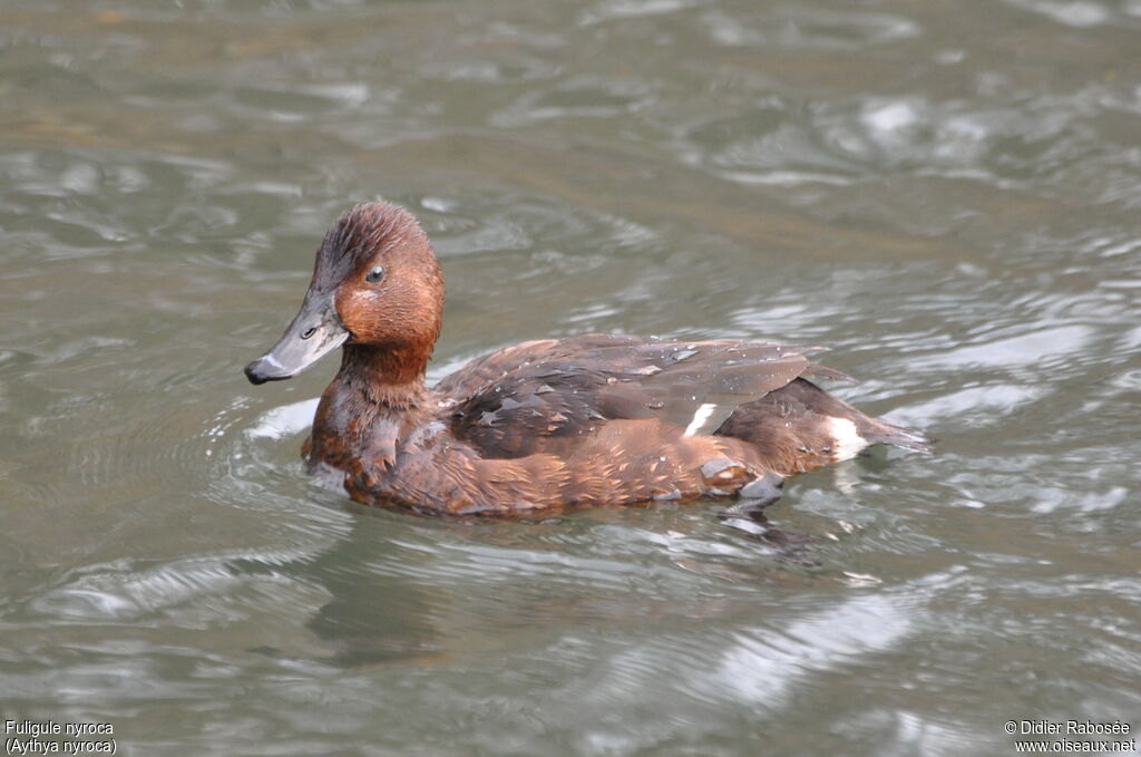 Ferruginous Duck female