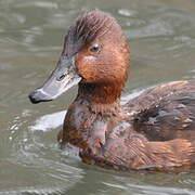 Ferruginous Duck