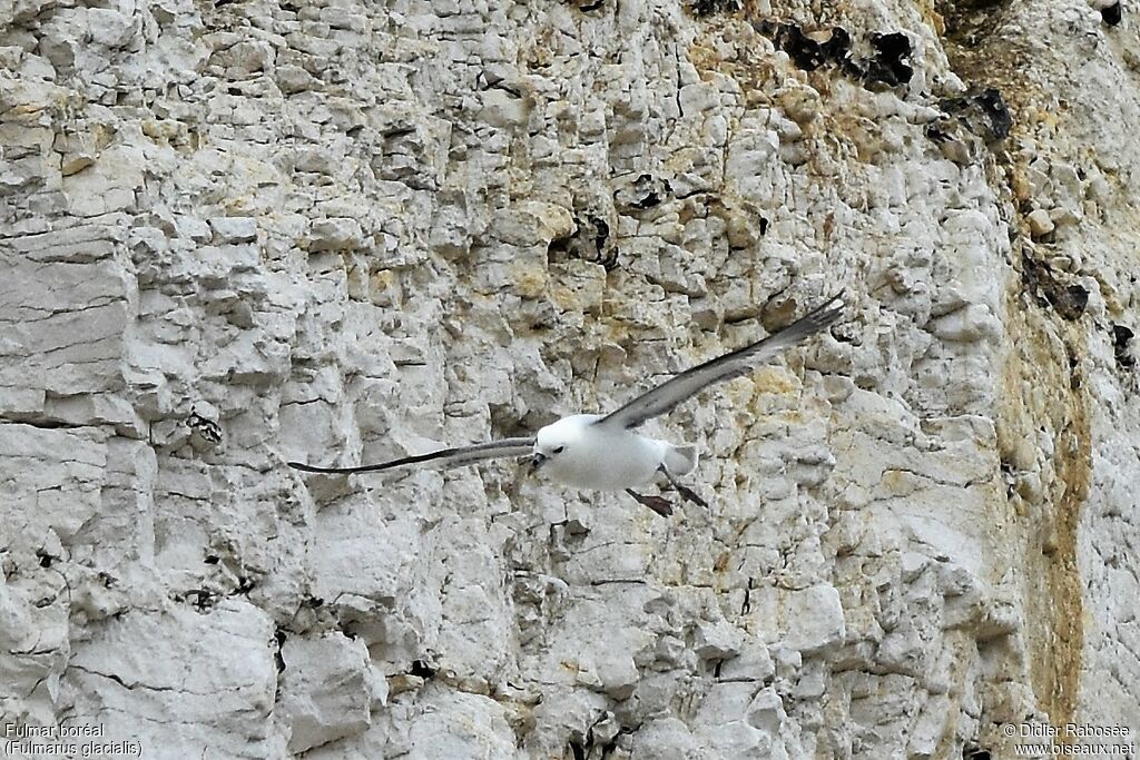 Northern Fulmar, Flight