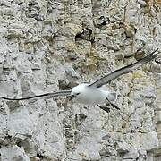 Northern Fulmar