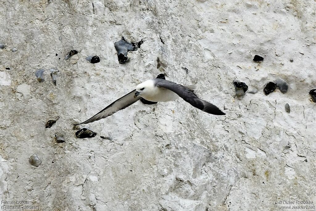 Northern Fulmar, Flight