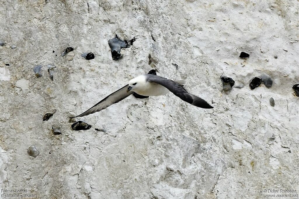 Fulmar boréal, Vol