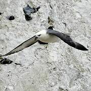 Fulmar boréal