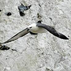 Fulmar boréal