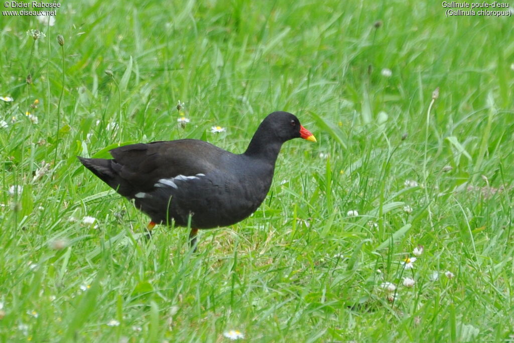 Gallinule poule-d'eauadulte